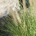 Fountain Grass