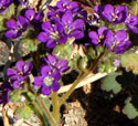 Notch-leaved Phacelia