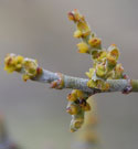 Close-up view of Desert Mistletoe flowers