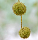 spherical clusters of achene-fruits