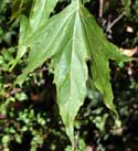 Arizona Sycamore Leaf