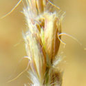 close-up view of spikelets, Pleuraphis rigida