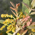 numerous small flowers in spikes