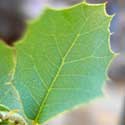 Scrub Live Oak