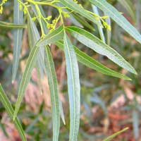 African Sumac