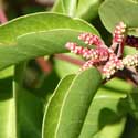 Sugar Sumac