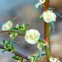 Tumbleweed;Russian Thistle