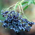 cluster of berries on a Mexican Elder