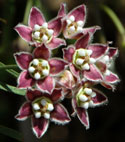 Milkweed Vine