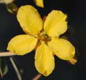 Desert Senna