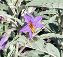 Silver-leaf Nighshade;Horse Nettle