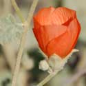 Desert Globe Mallow