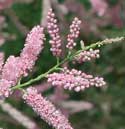 Tamarisk