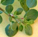 Horse Purslane