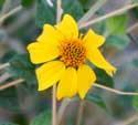 Flower head of Bahiopsis parishii