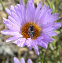 Mojave Aster