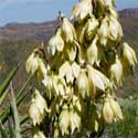 Banana Yucca
