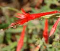 Hummingbird Trumpet