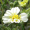 desert zinnia