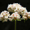 Flat-topped Buckwheat