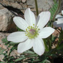 Desert Windflower