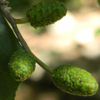 Arizona Alder catkins