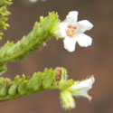 Yerba Santa