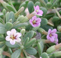 Fremont Thorn Bush