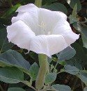 Sacred Datura