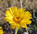 Desert Marigold