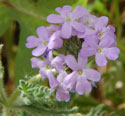 Dakota Mock Vervain