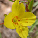 California Sundrop