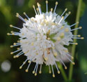 Buttonbush