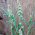 Lineleaf Whitepuff