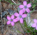 Yellowthroat Gilia