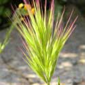 Red Brome Grass