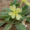 Desert Evening Primrose