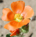 Coulter's Globe Mallow