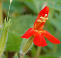 Cardinal Monkey Flower