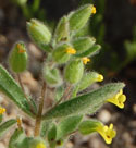 Downy Monkeyflower