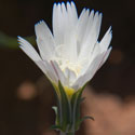 Desert Chicory