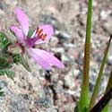 Red-stemmed Fillaree