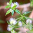 Shrubby Bedstraw