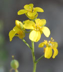 Desert Bladderpod