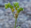 Wingnut Cryptantha