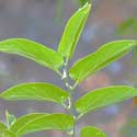 Net-leaf Hackberry