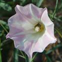 Paiute False Bindweed