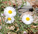 Spreading Fleabane