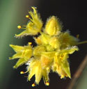 minute, yellow flowers of Eriogonum