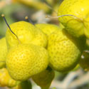 highly aromatic fruit of turpentine broom, Thamnosma montana